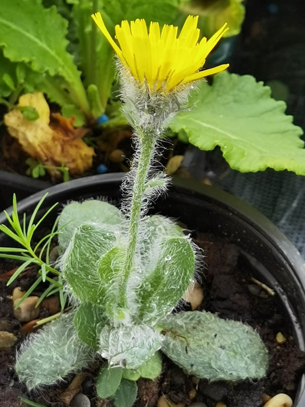 Hieracium villosum photo